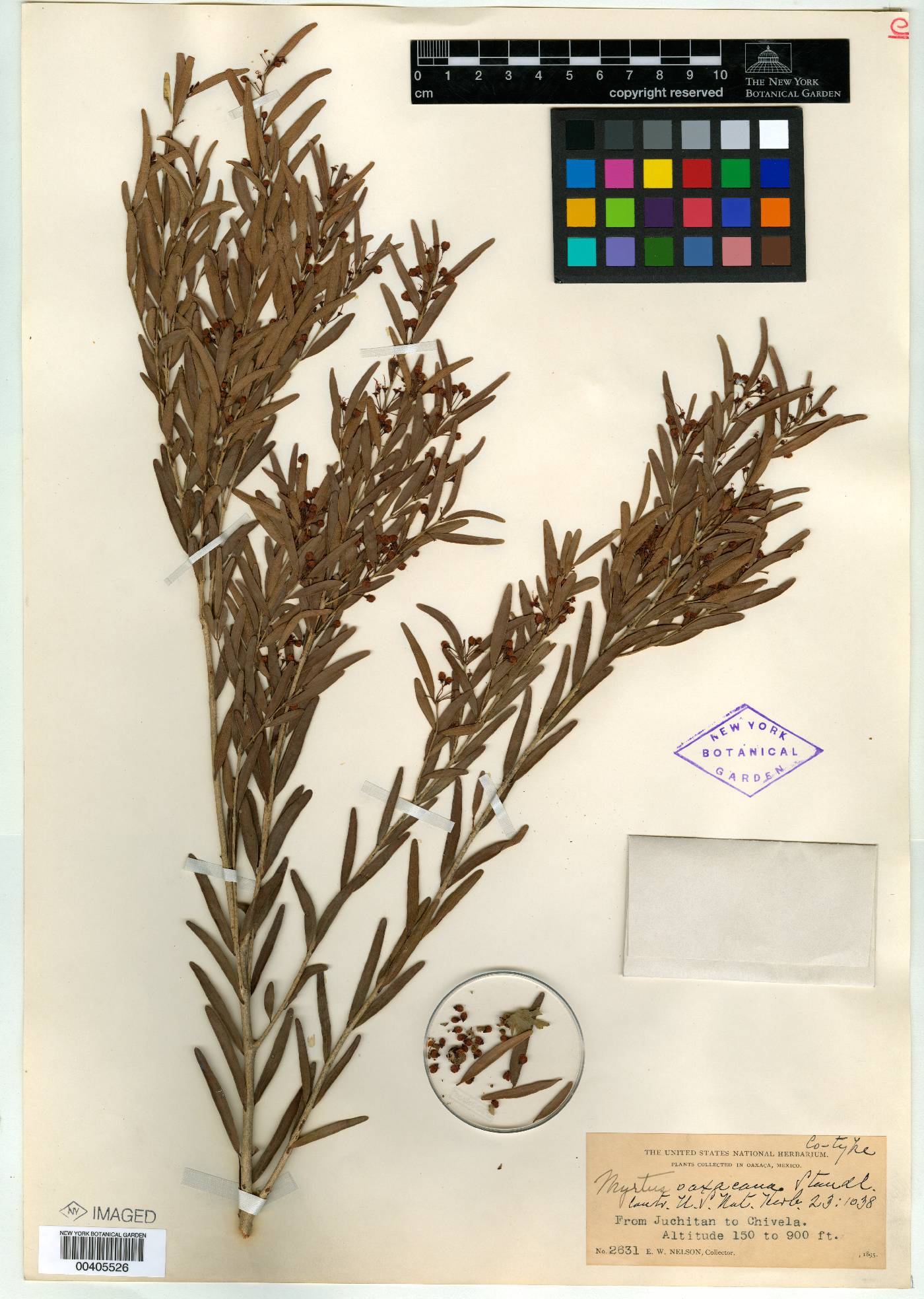 Eugenia standleyi image