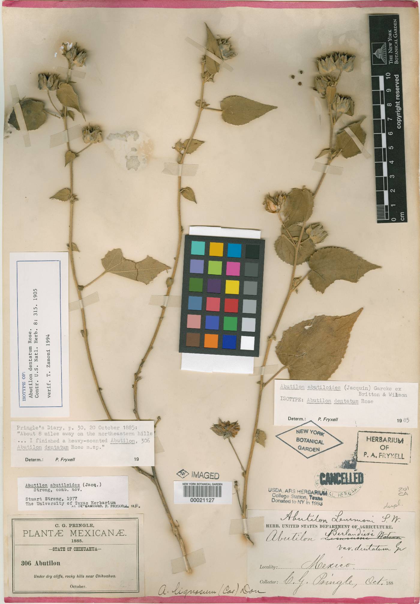 Abutilon dentatum image