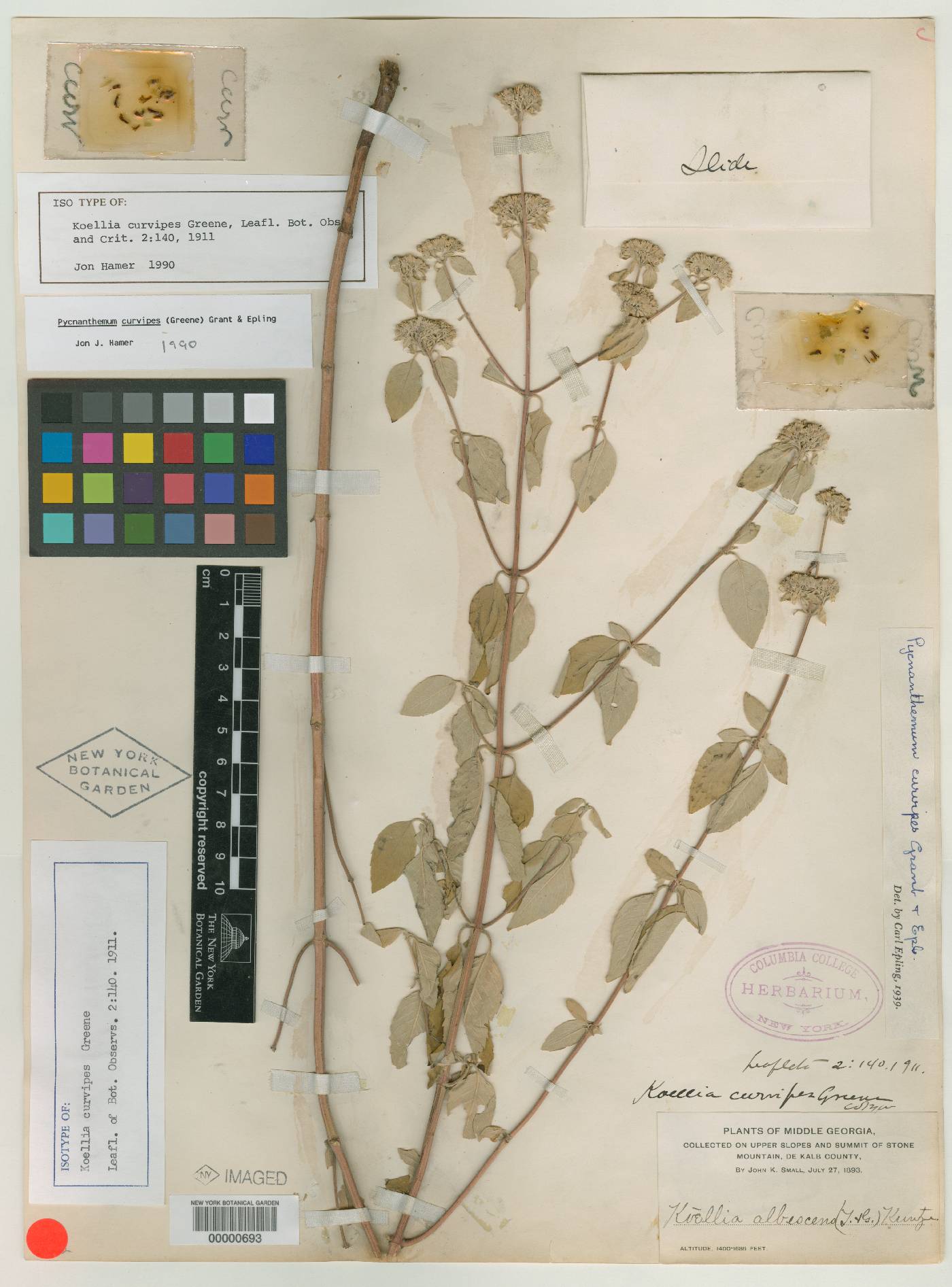 Koellia curvipes image