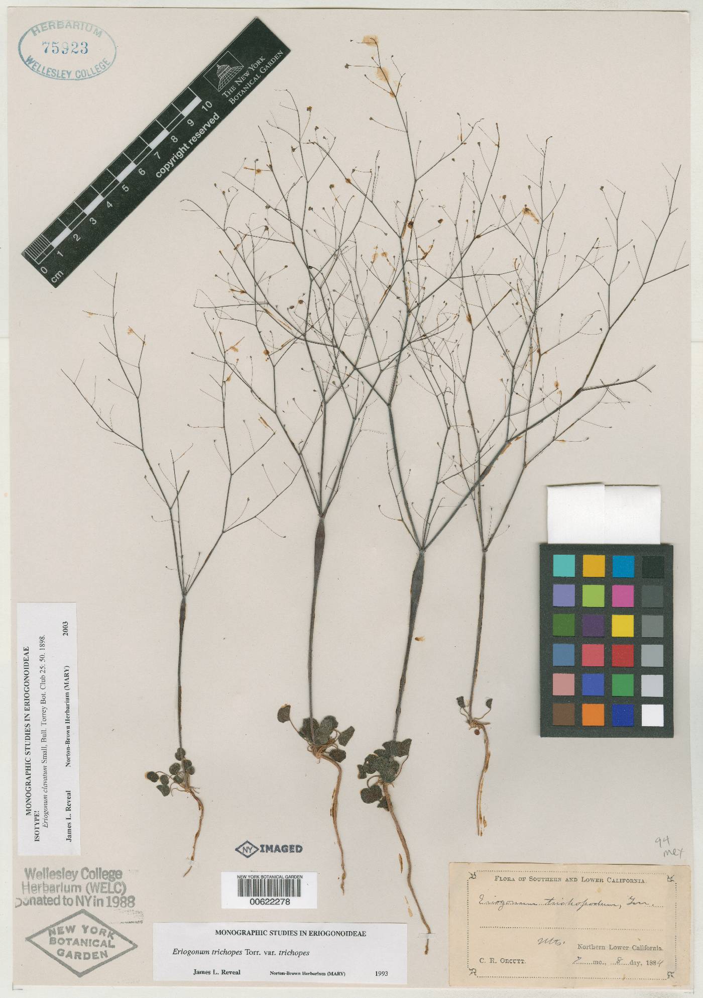 Eriogonum clavatum image