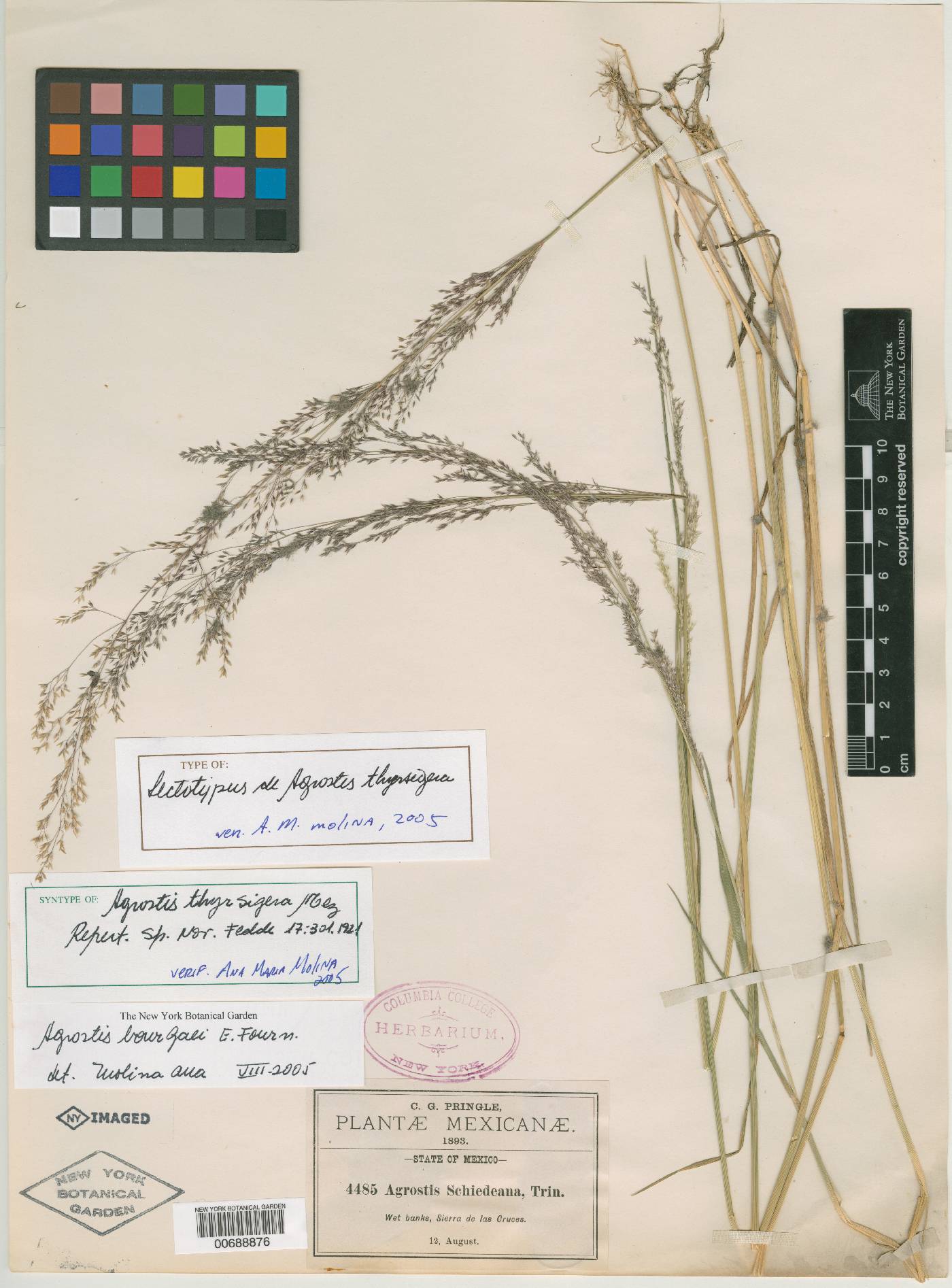 Agrostis bourgaei image