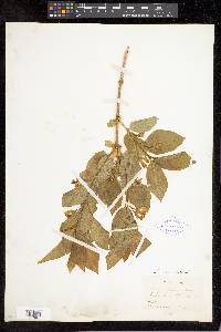 Lonicera involucrata image