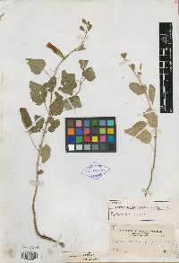 Salvia blepharophylla image