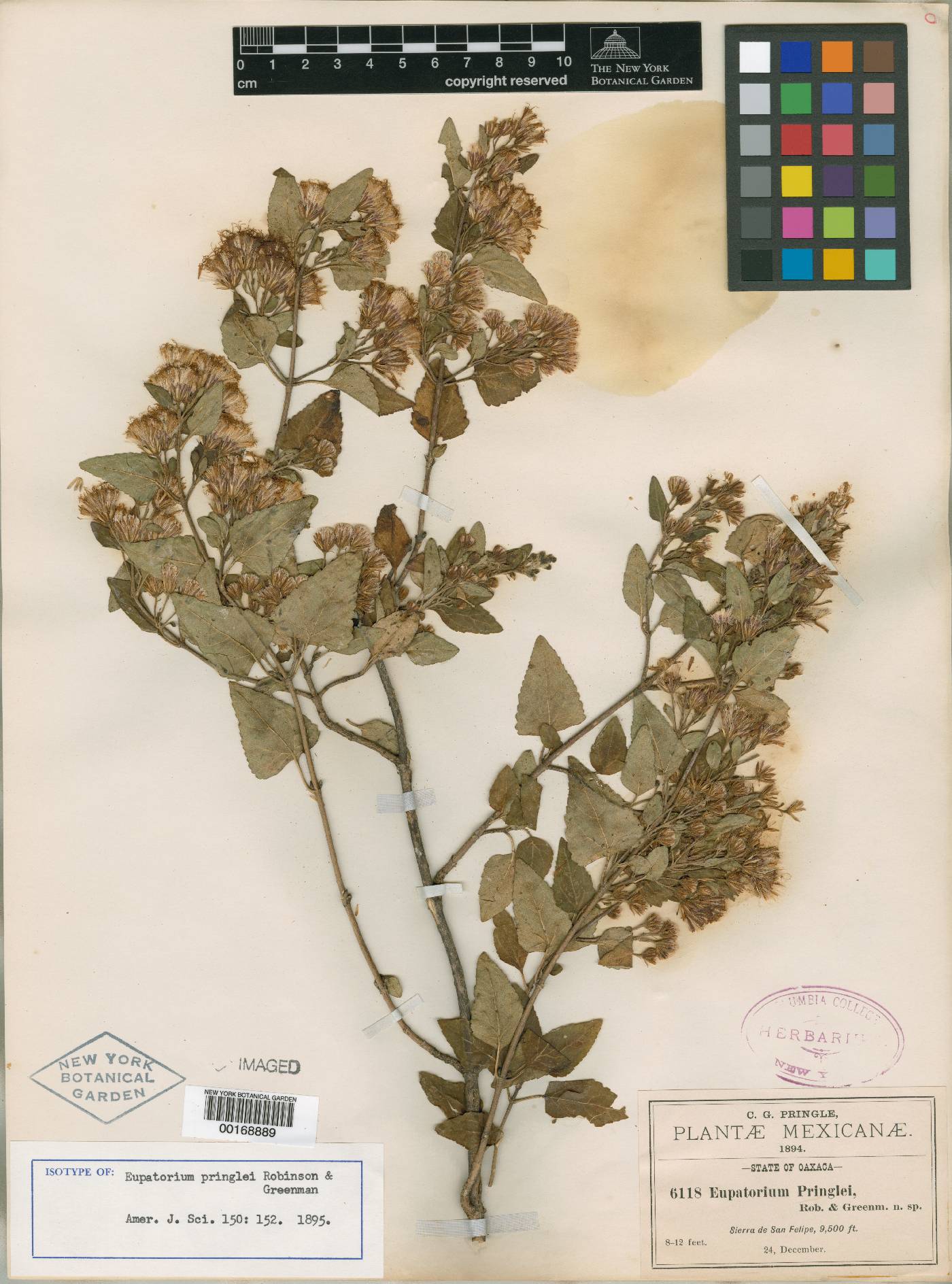 Ageratina pringlei image