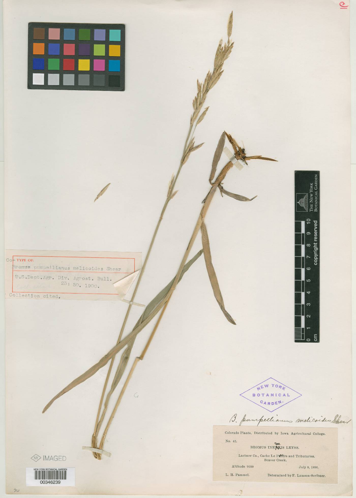 Bromus pumpellianus var. melicoides image