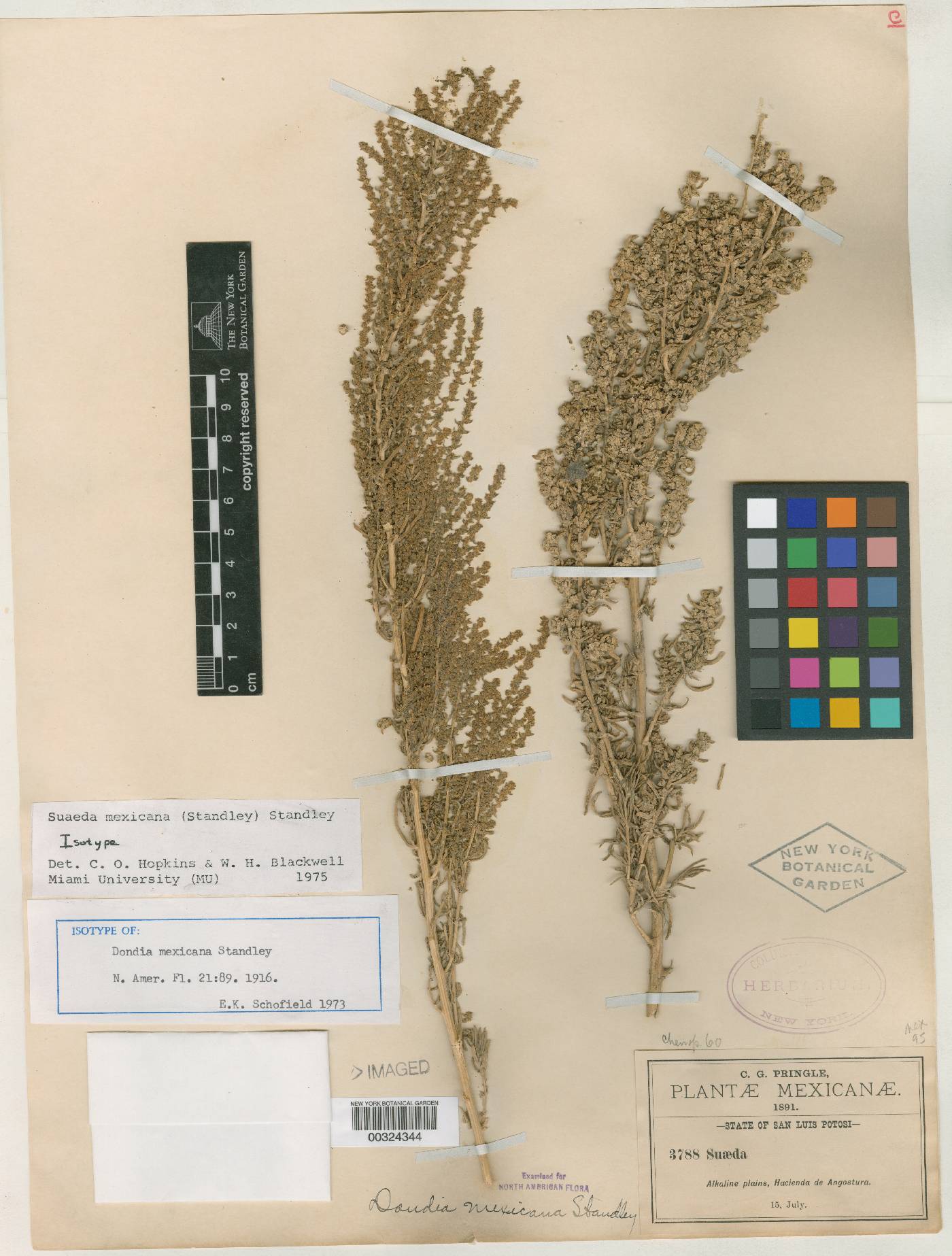 Suaeda mexicana image