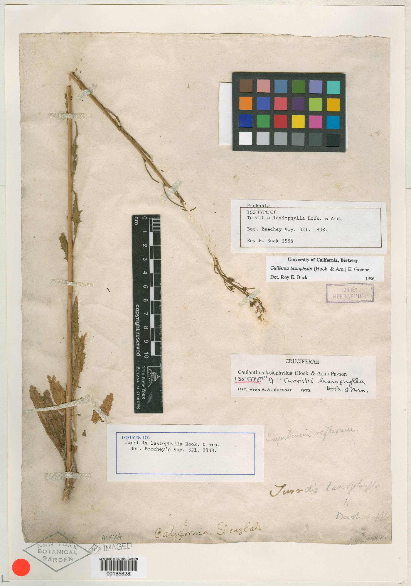 Turritis lasiophylla image