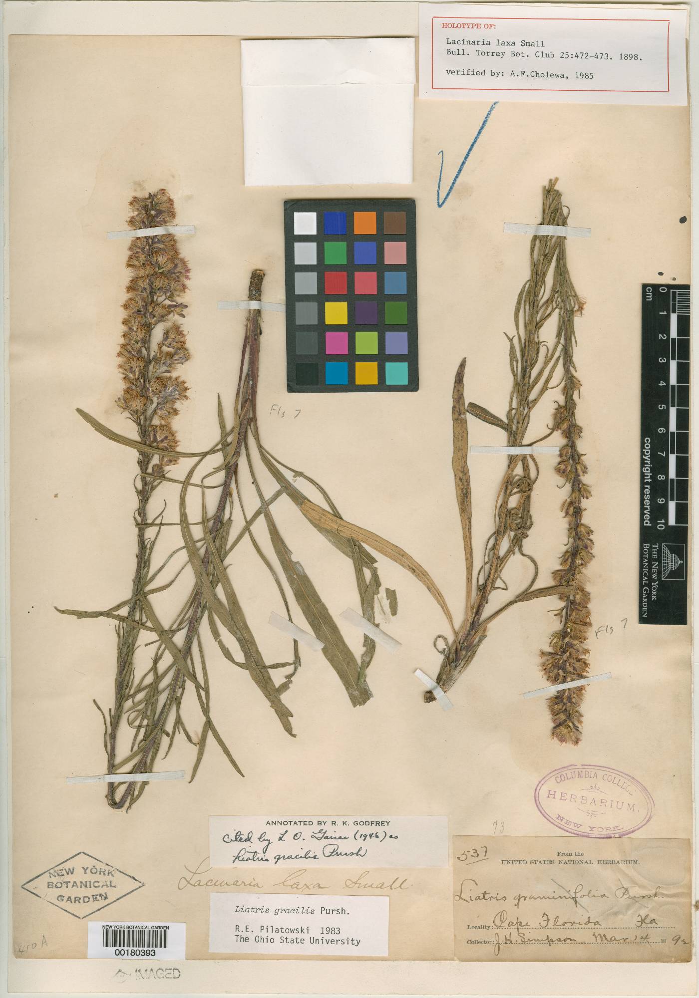 Lacinaria laxa image