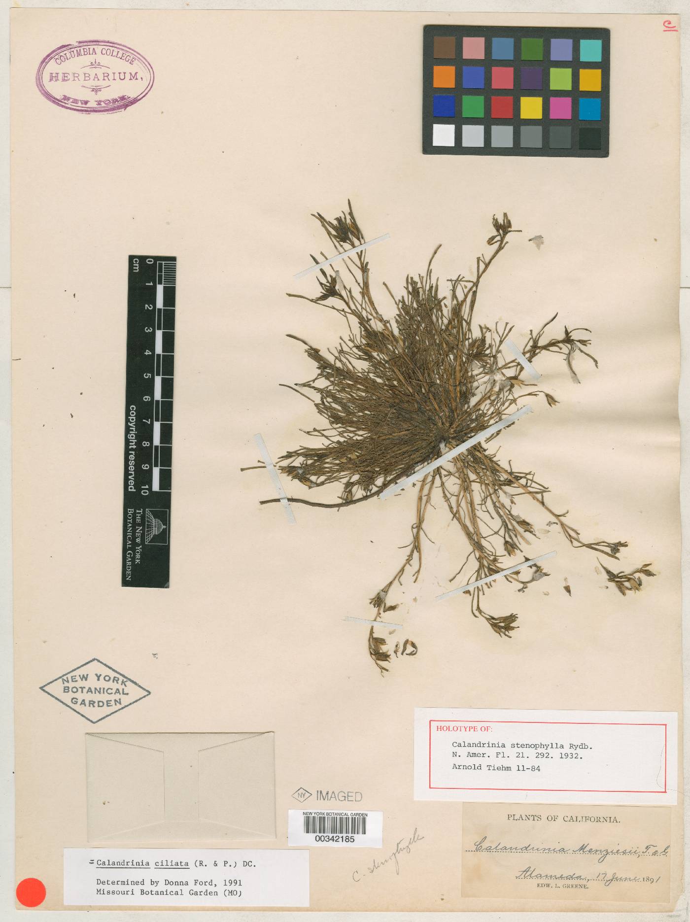 Calandrinia stenophylla image