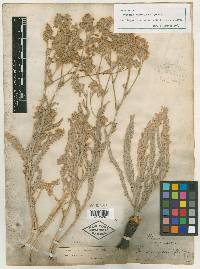 Horkelia sericoleuca image