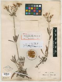 Eriogonum heracleoides image