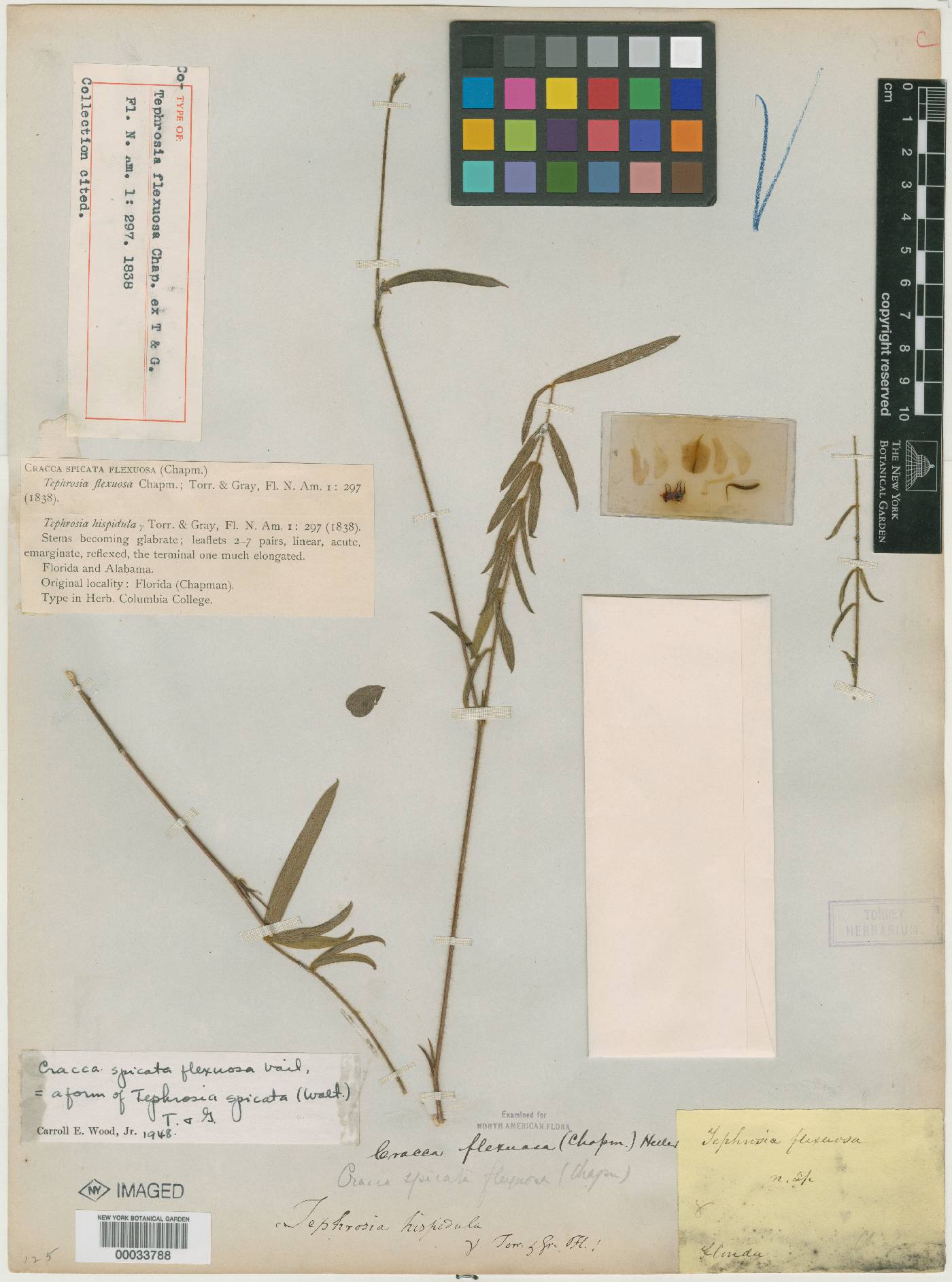 Tephrosia flexuosa image