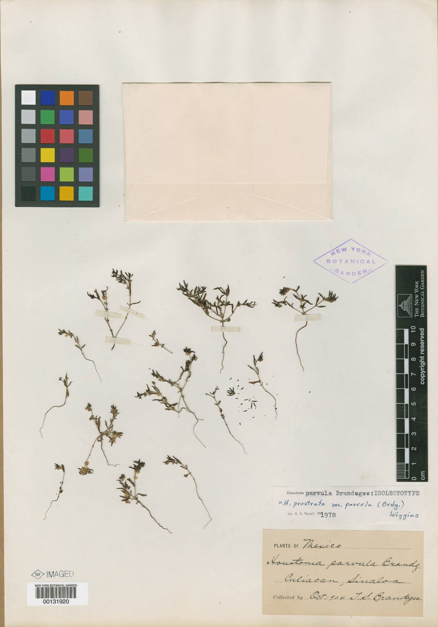 Houstonia prostrata image