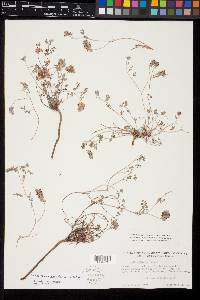 Marina orcuttii var. orcuttii image