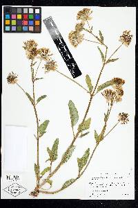 Abronia fragrans image