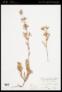 Penstemon albertinus image