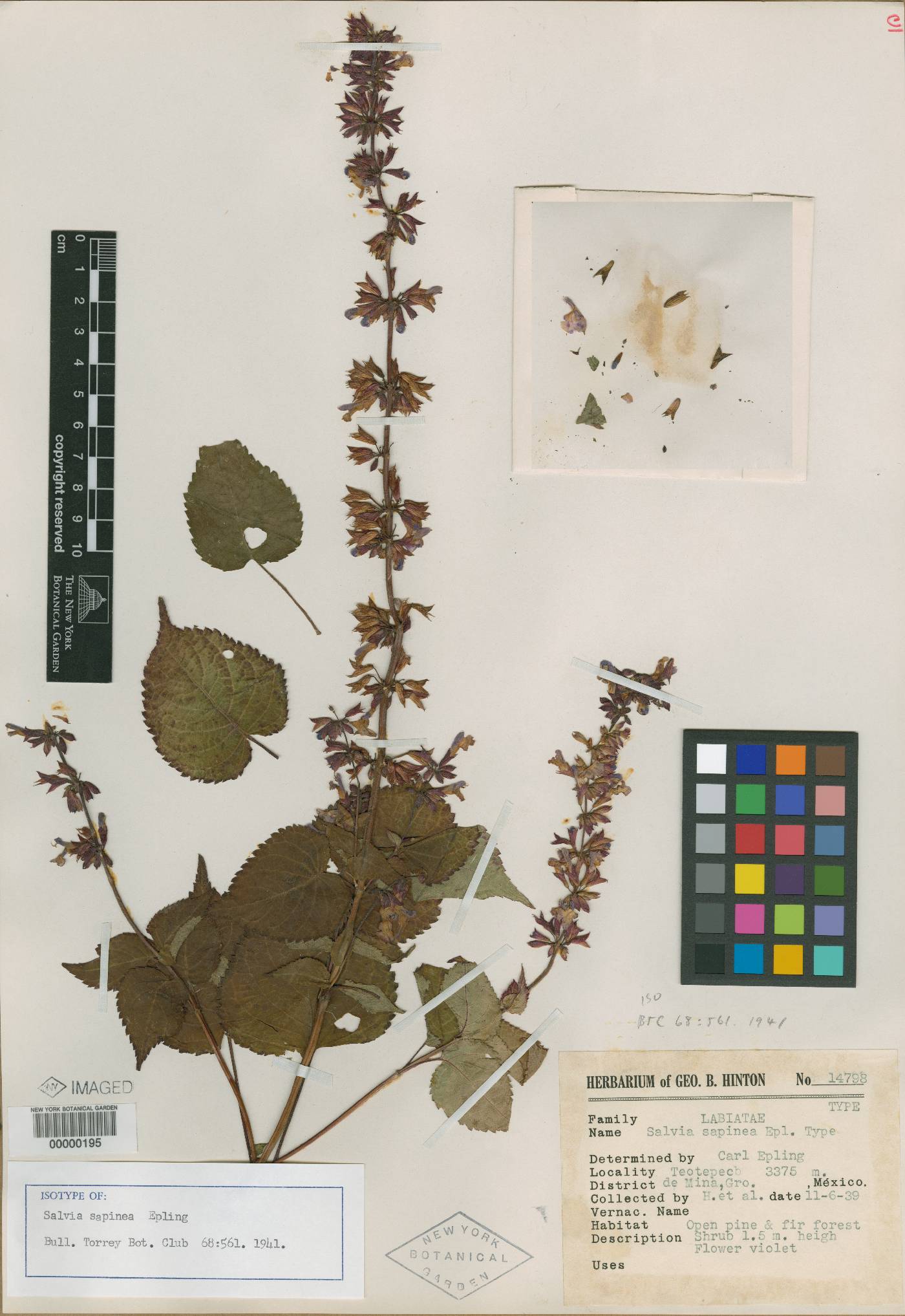 Salvia sapinea image