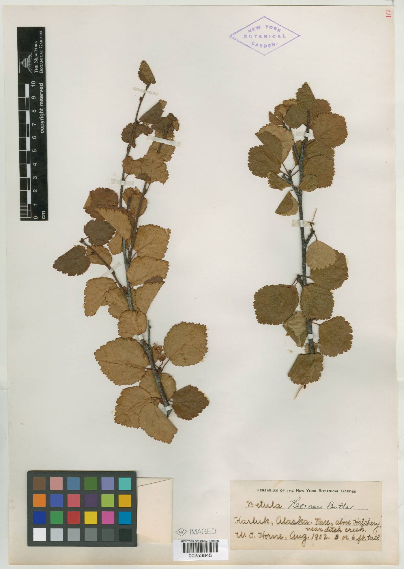 Betula hornei image