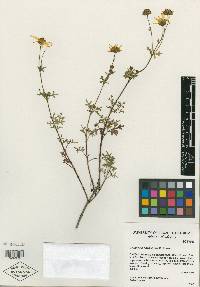 Coreopsis oaxacensis image