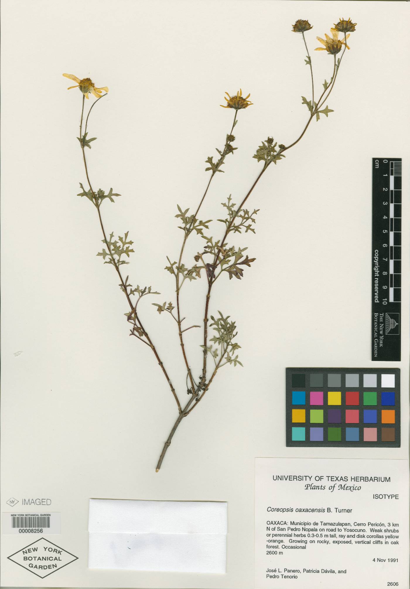 Coreopsis oaxacensis image