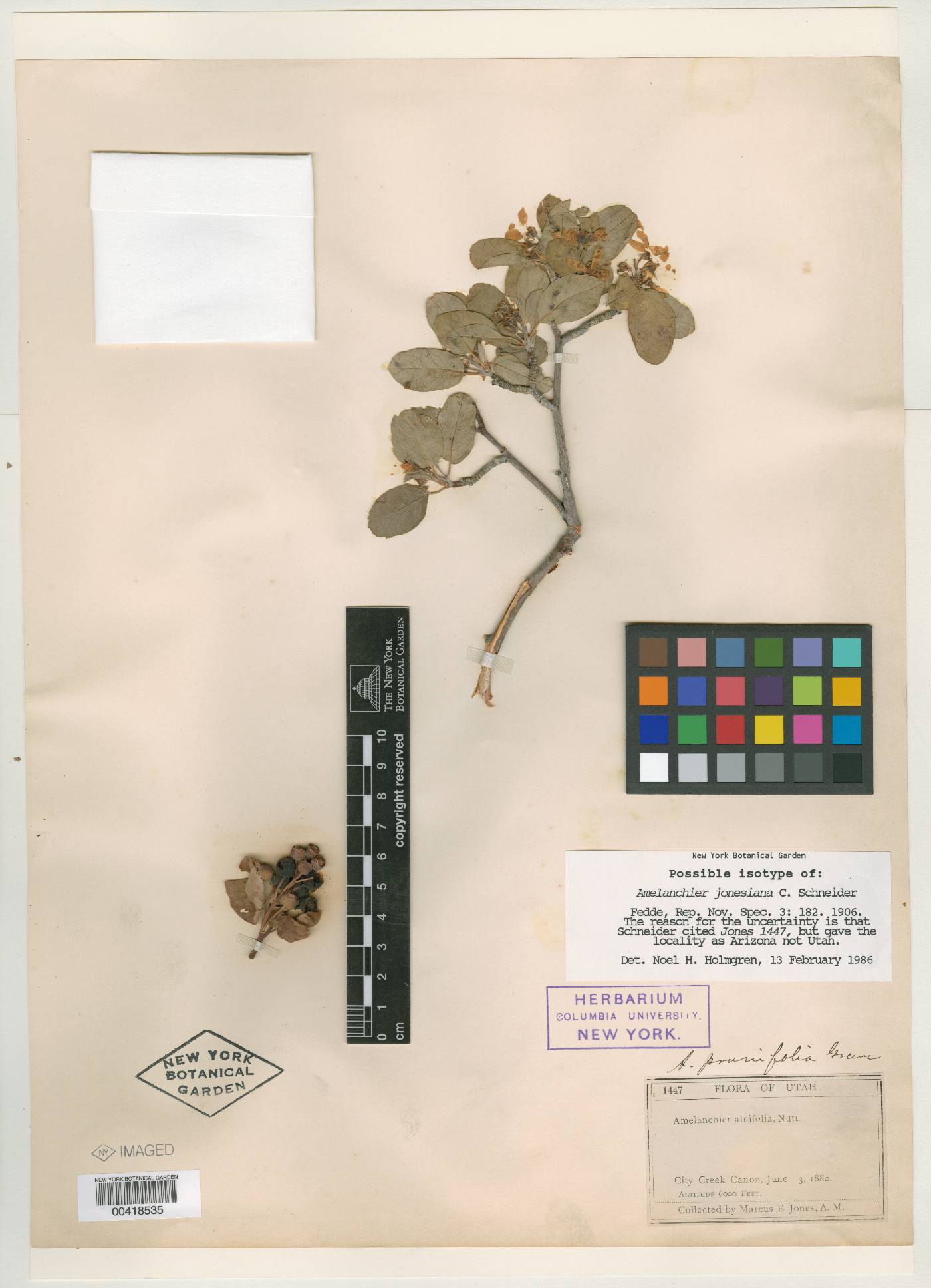 Amelanchier jonesiana image