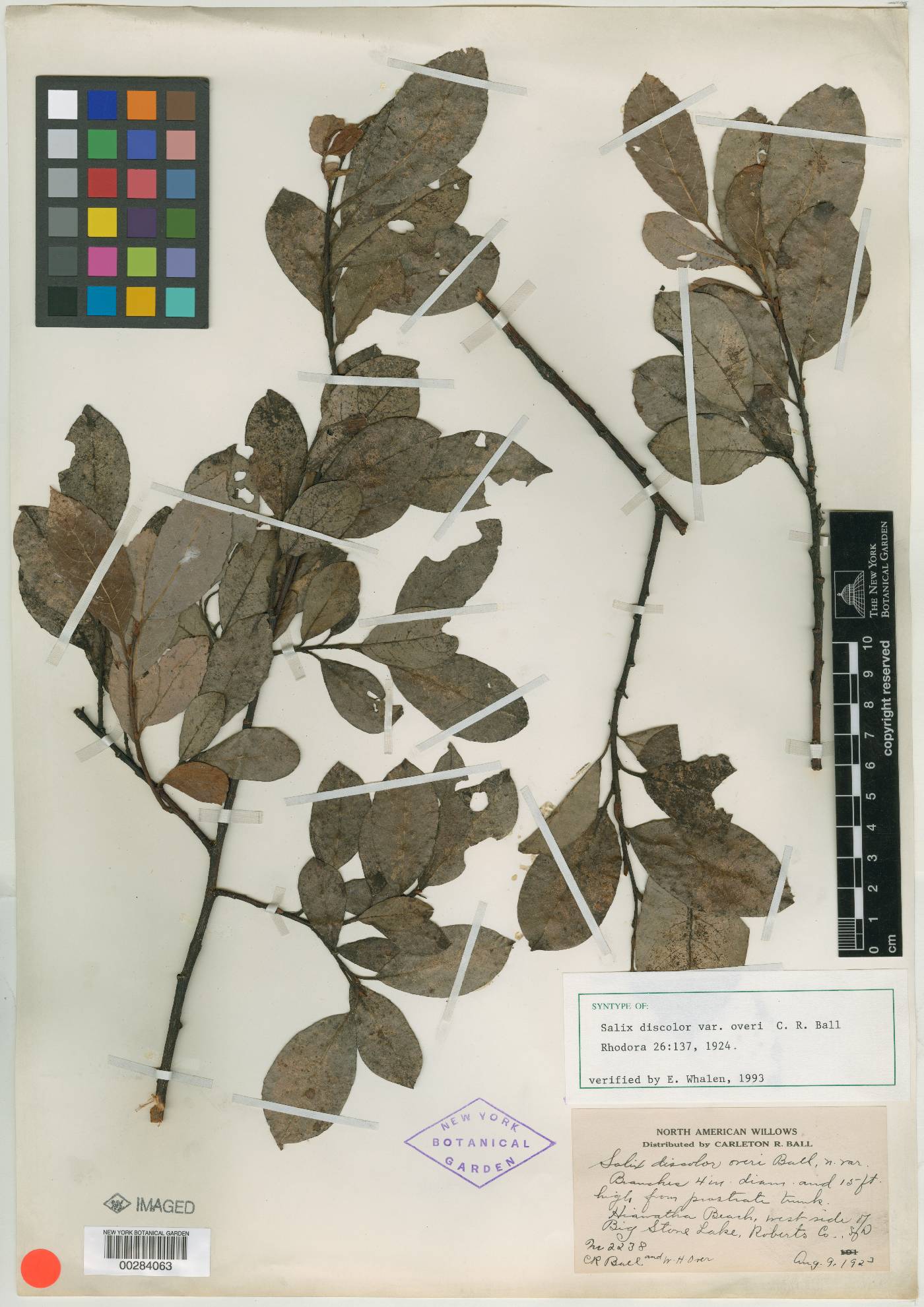 Salix discolor var. overi image