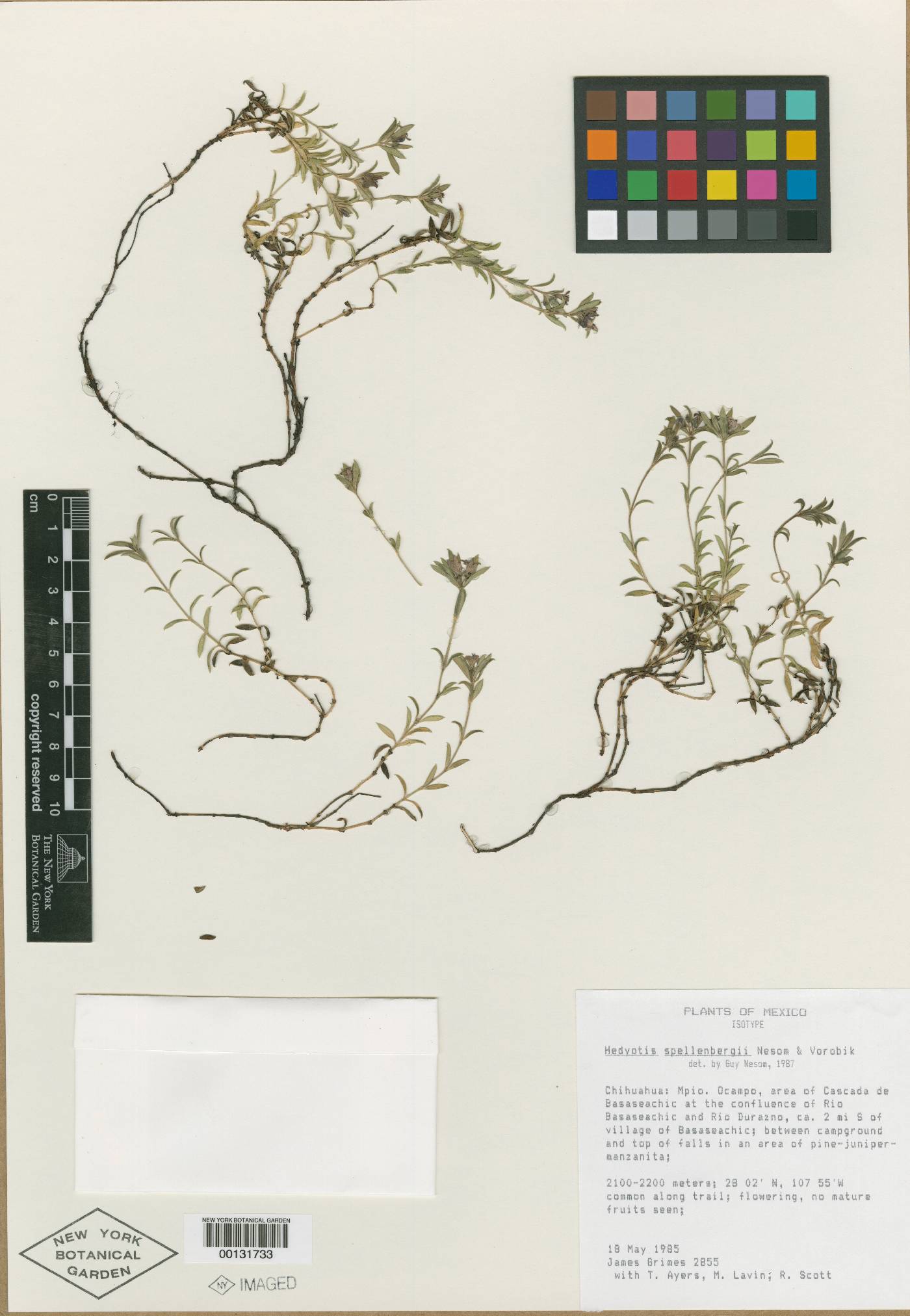 Hedyotis spellenbergii image