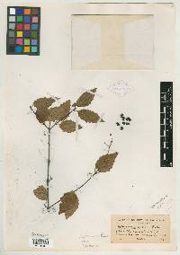 Viburnum ashei image