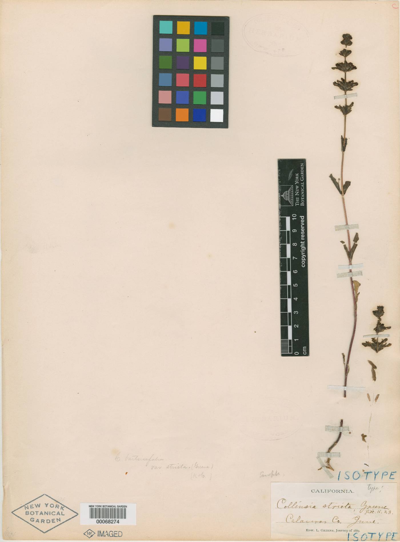 Collinsia stricta image