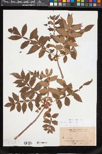 Bursera palmeri image