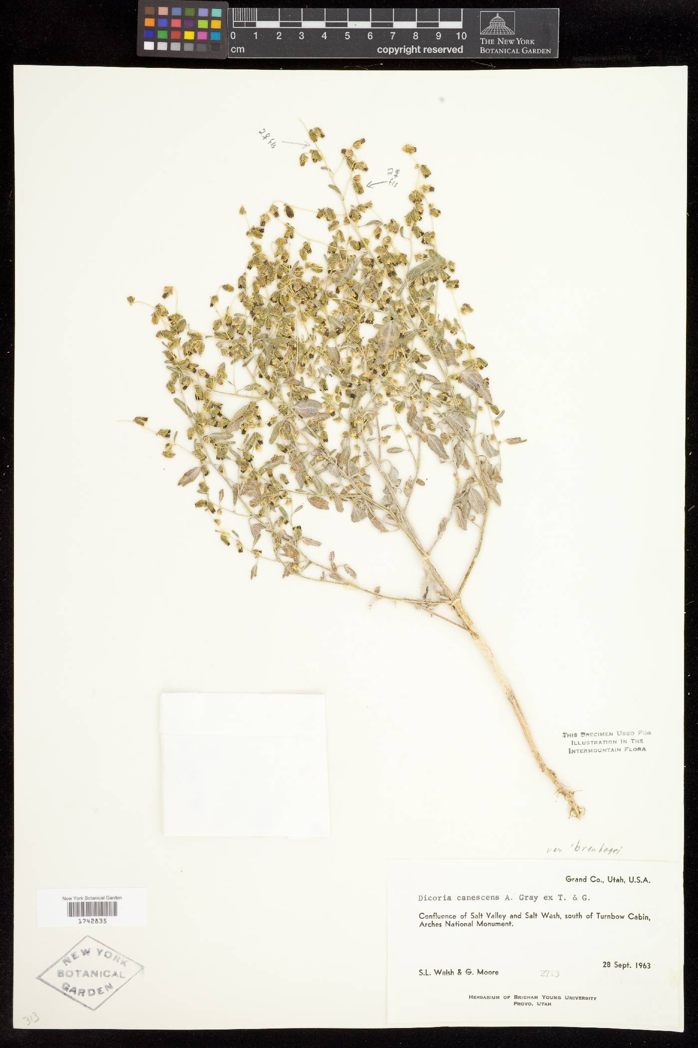 Dicoria canescens subsp. brandegeei image