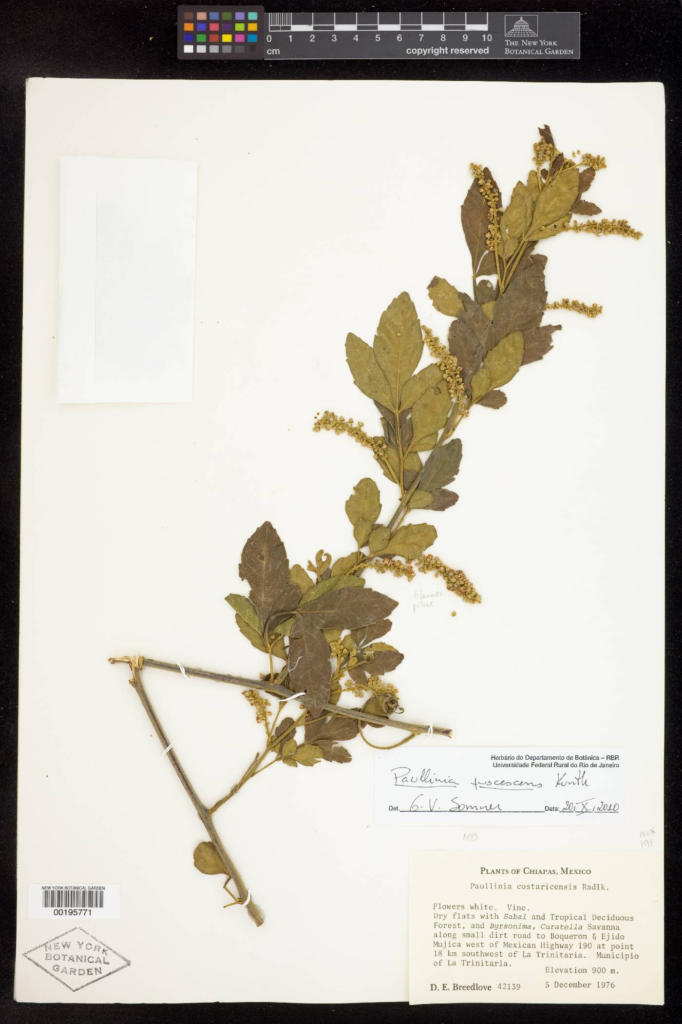 Paullinia fuscescens image