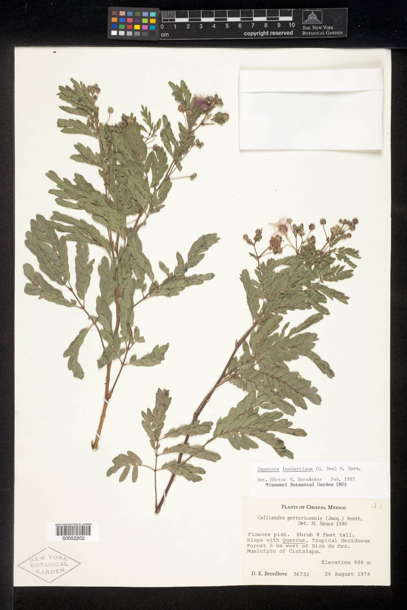 Zapoteca lambertiana image