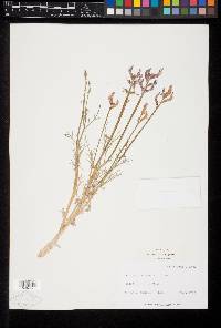 Astragalus toanus image