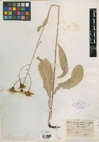 Image of Crepis petiolata