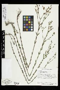 Hypericum harperi image