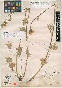 Potentilla pectinisecta image