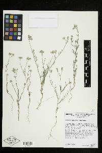 Cryptantha pterocarya image