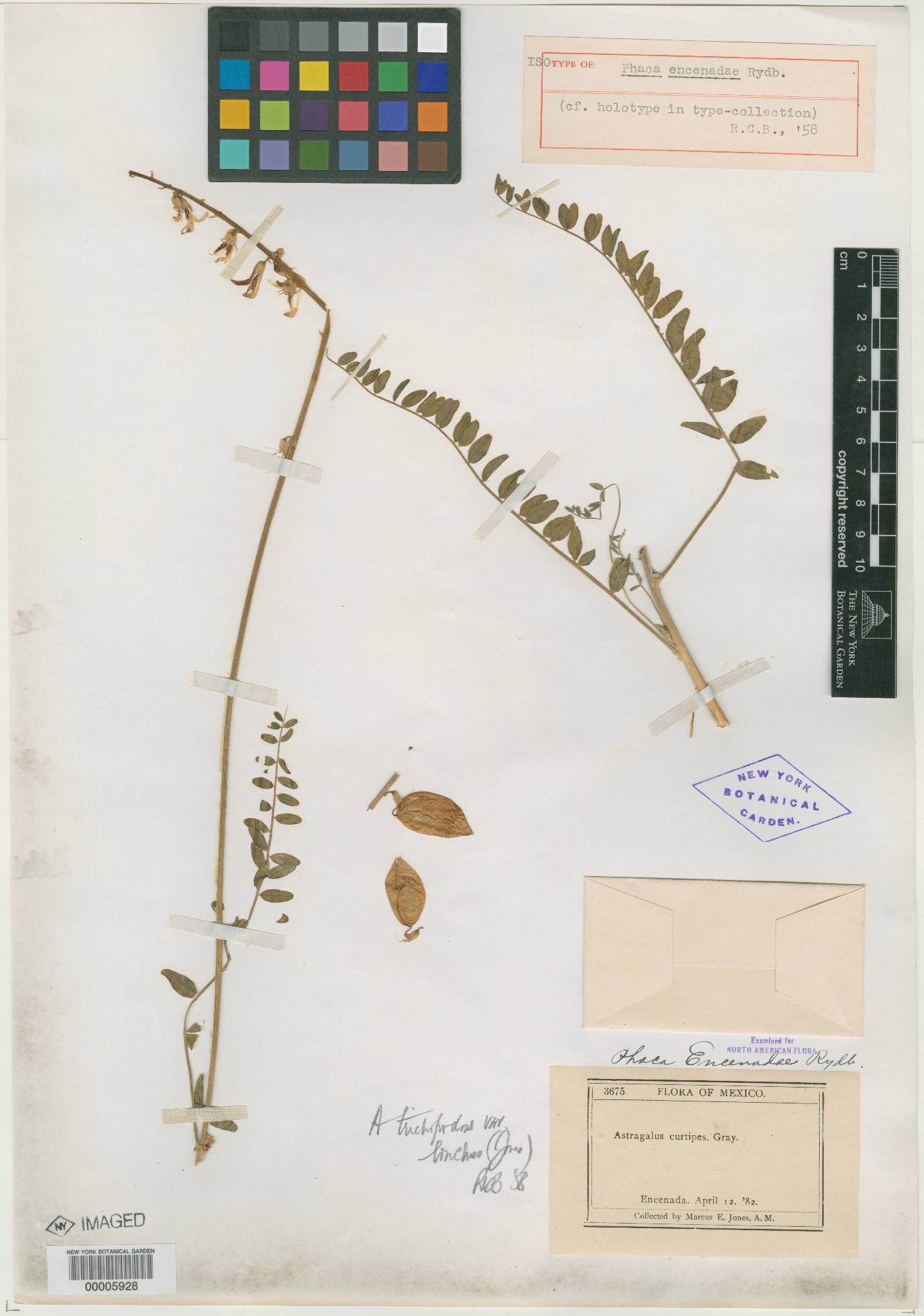 Astragalus trichopodus var. lonchus image