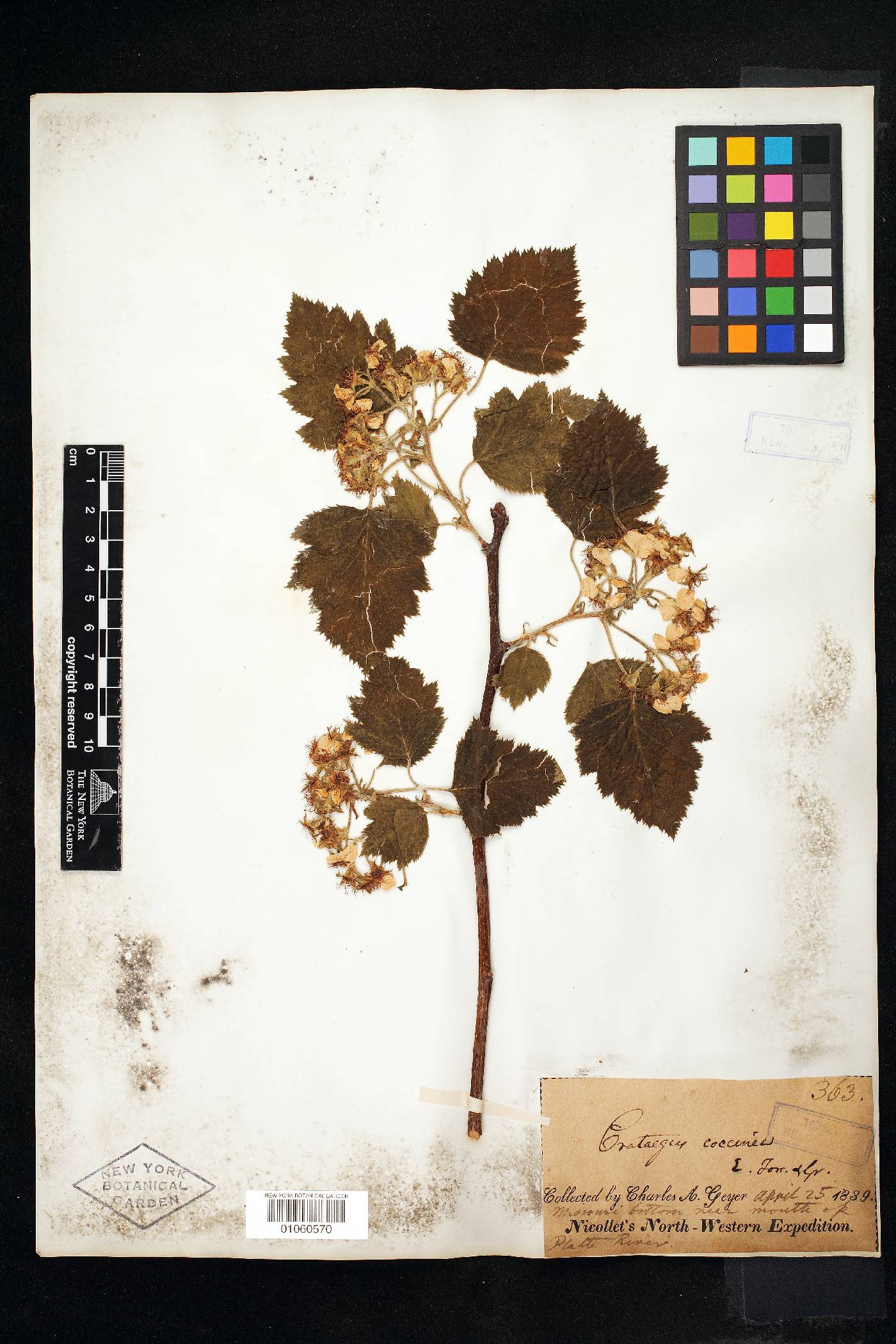 Crataegus coccinea image