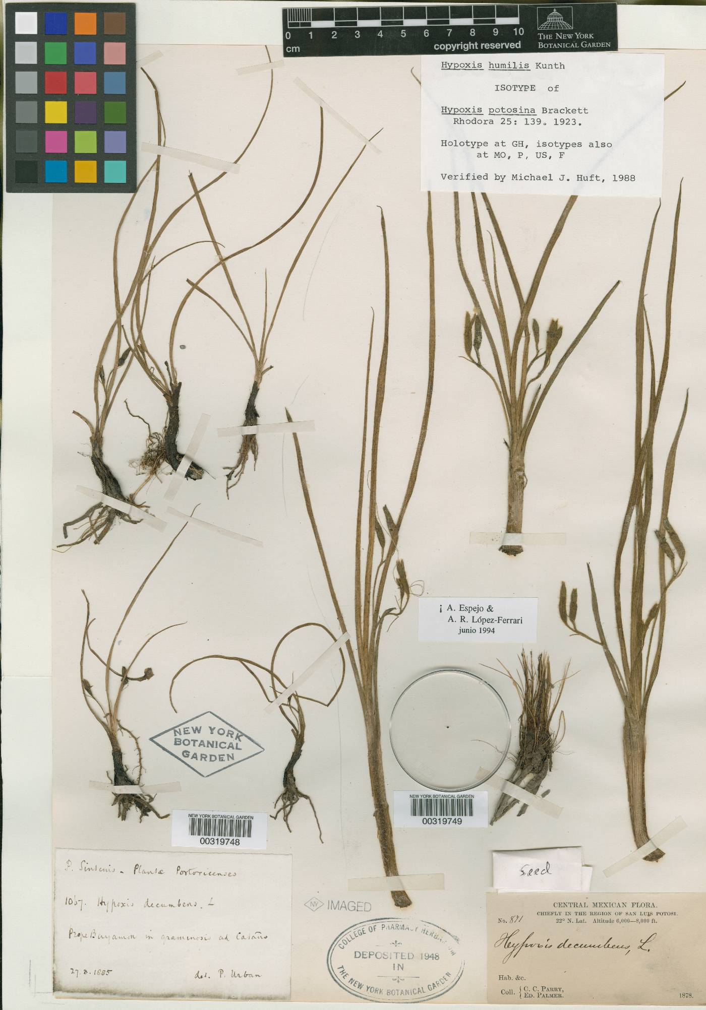 Hypoxis potosina image