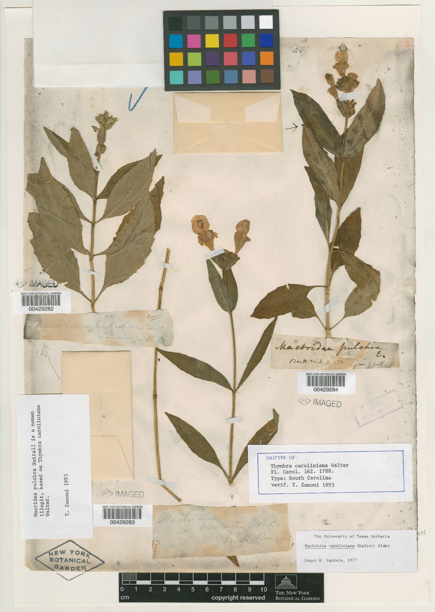 Macbridea caroliniana image