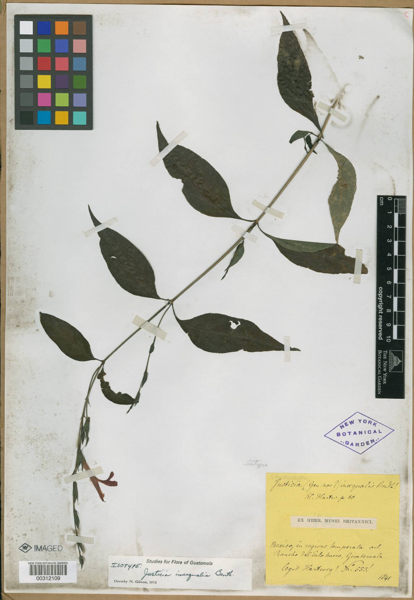 Justicia inaequalis image