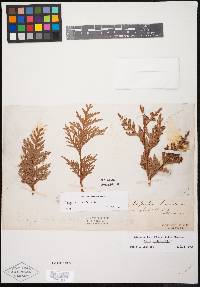 Thuja occidentalis image