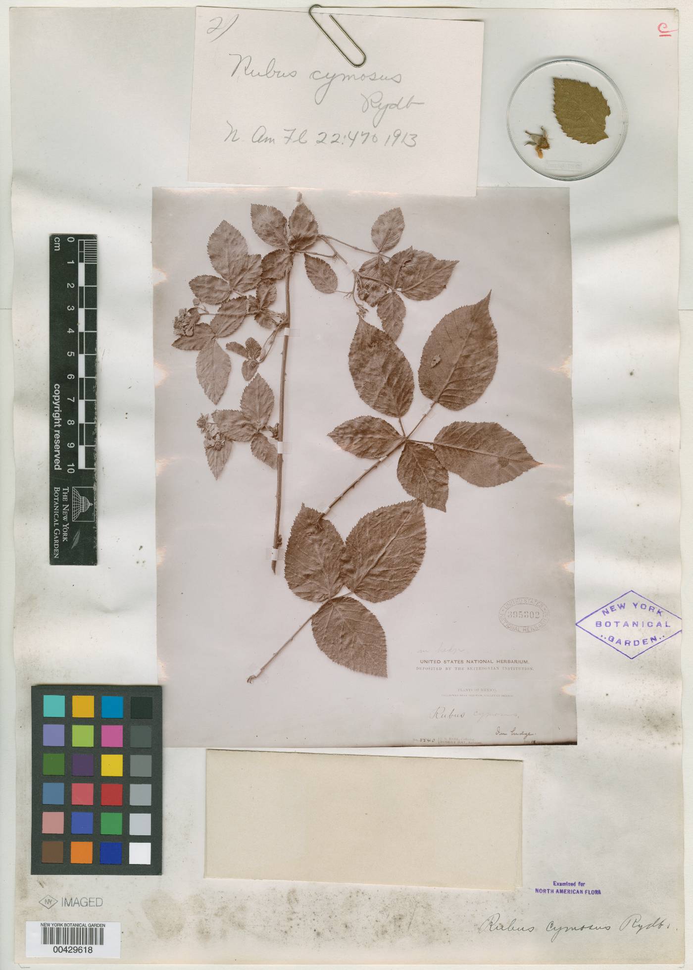 Rubus cymosus image