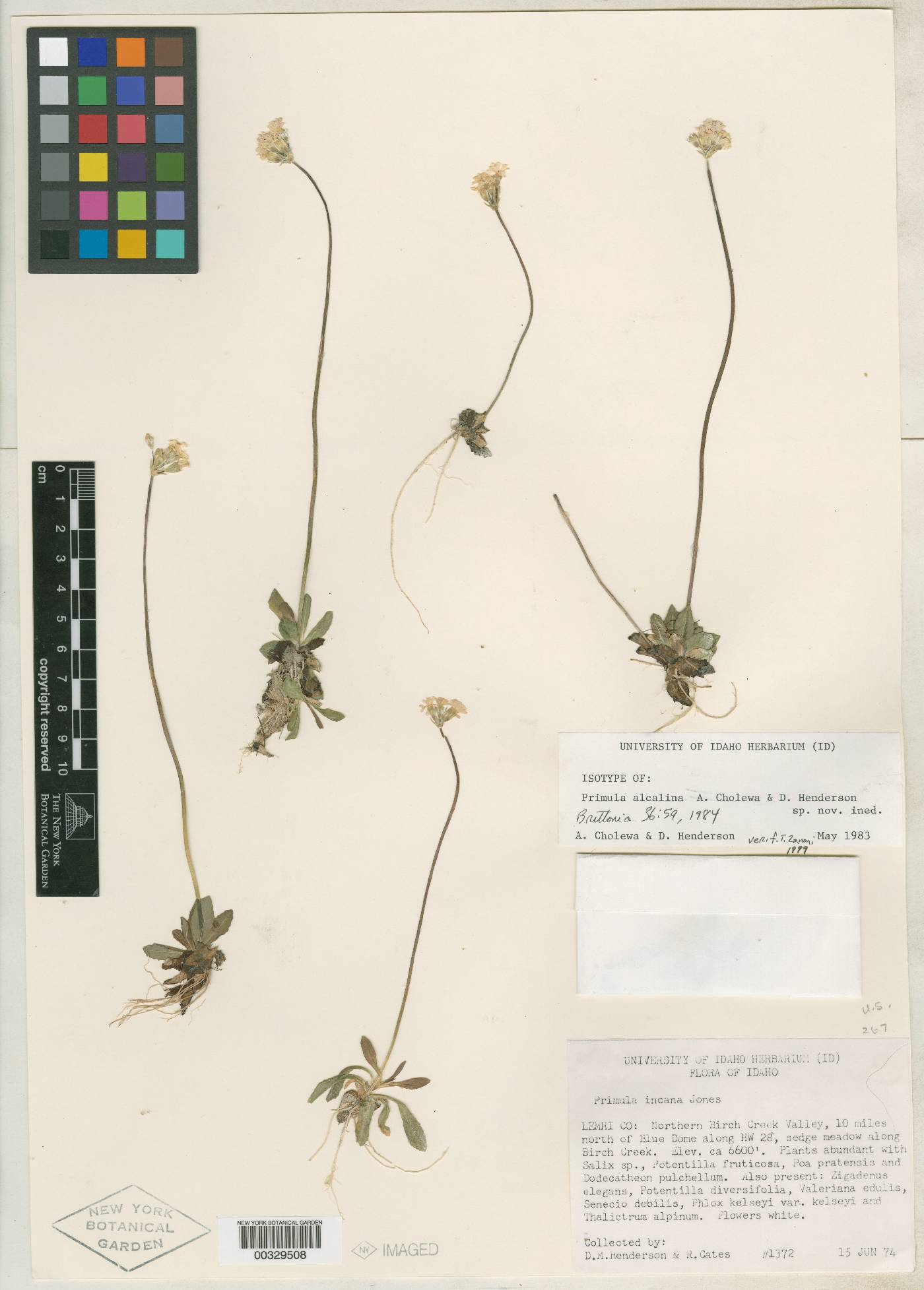 Primula alcalina image
