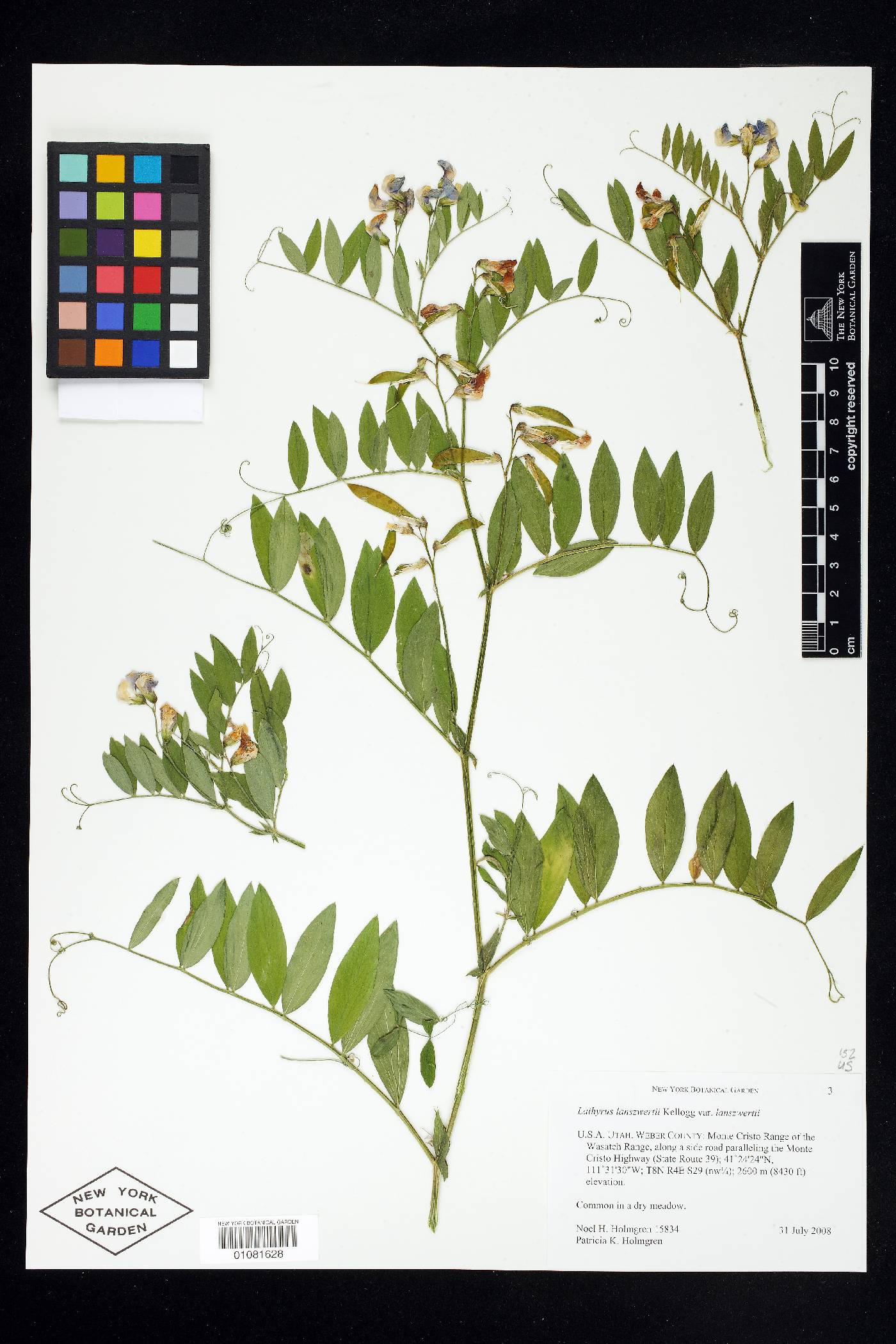 Lathyrus lanszwertii var. lanszwertii image