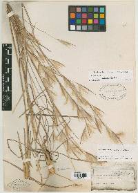 Andropogon longiberbis image