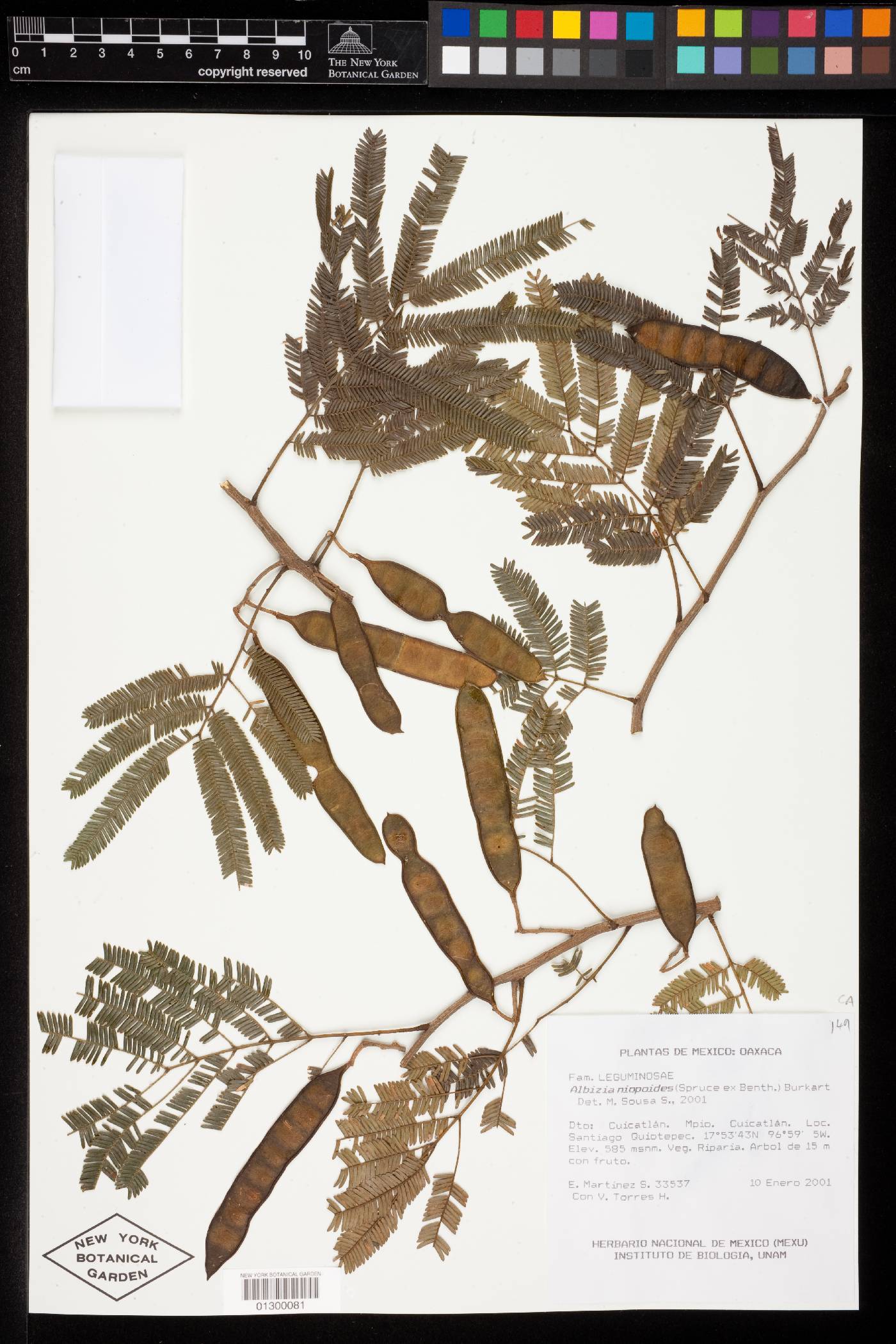 Albizia niopoides var. niopoides image