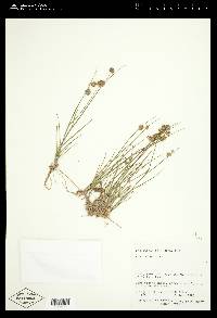 Juncus nodosus image